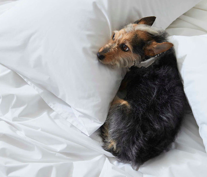 Fluffy and Comfy Classic Duvet Cover